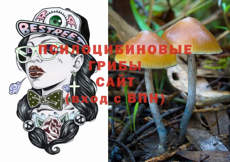 omg как зайти  Верещагино  Псилоцибиновые грибы Psilocybe 